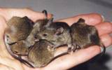 Get rid of mice