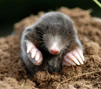 Mole clearance 