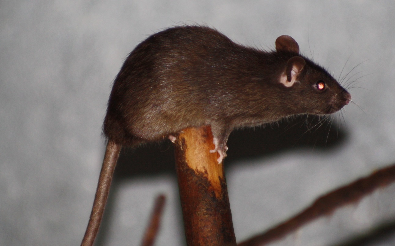 Eliminate Pest Control Ltd