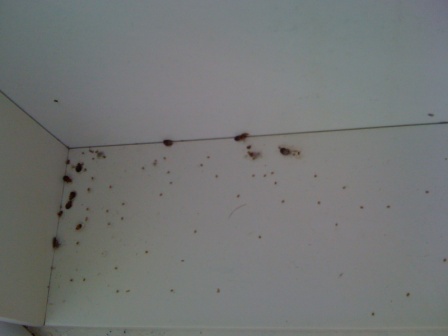 Expert Bedbug Control Across Northampton