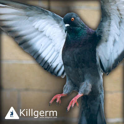 Commercial Property Pigeon Removal by trusted Bird Control Companies
